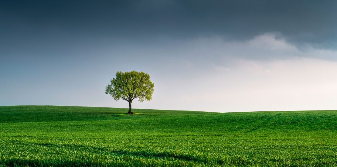 tree-6147402_1280 tree-6147402_1280